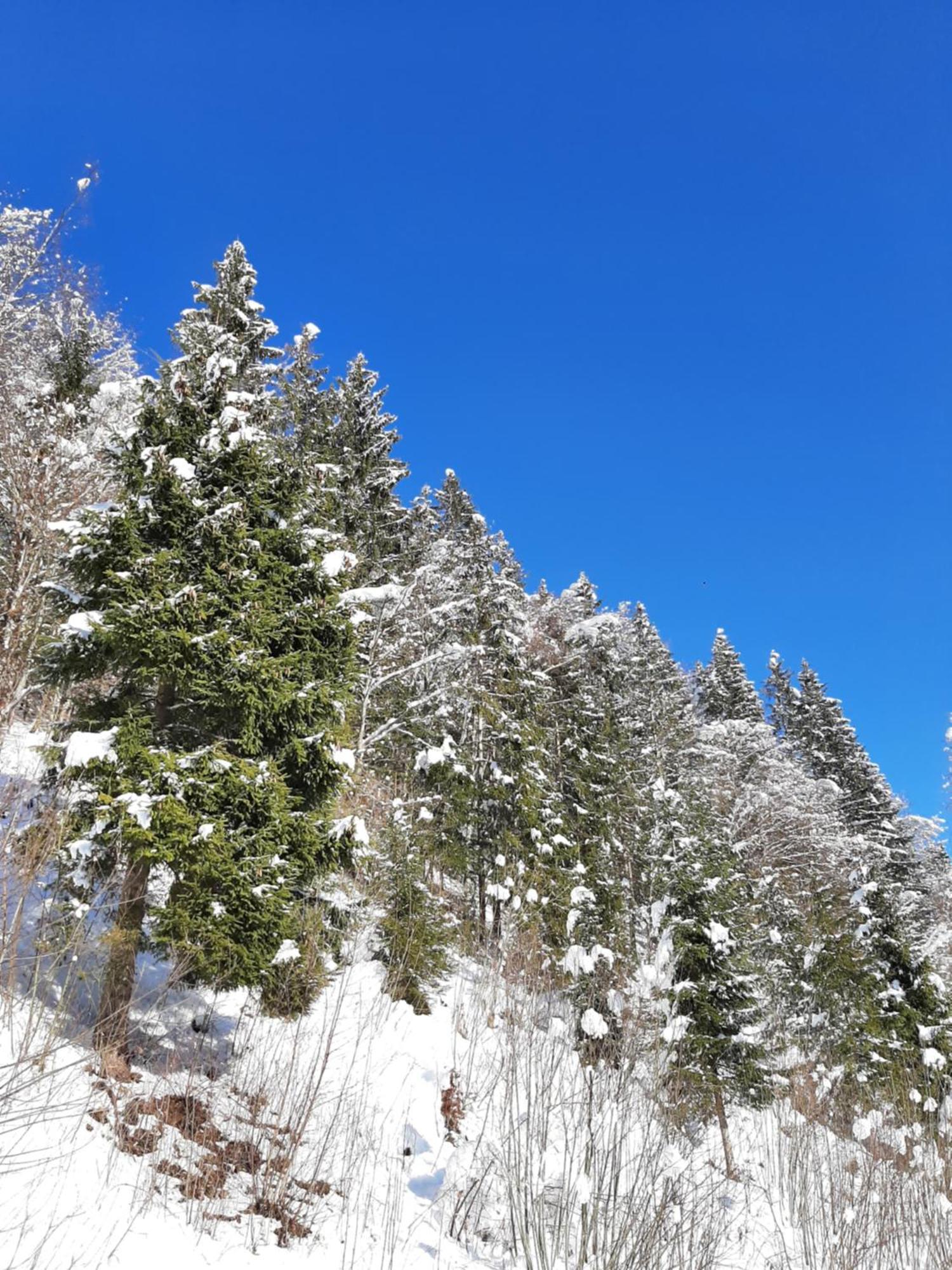 Appartamento Landhof Kreuzsalgut Wagrain Esterno foto